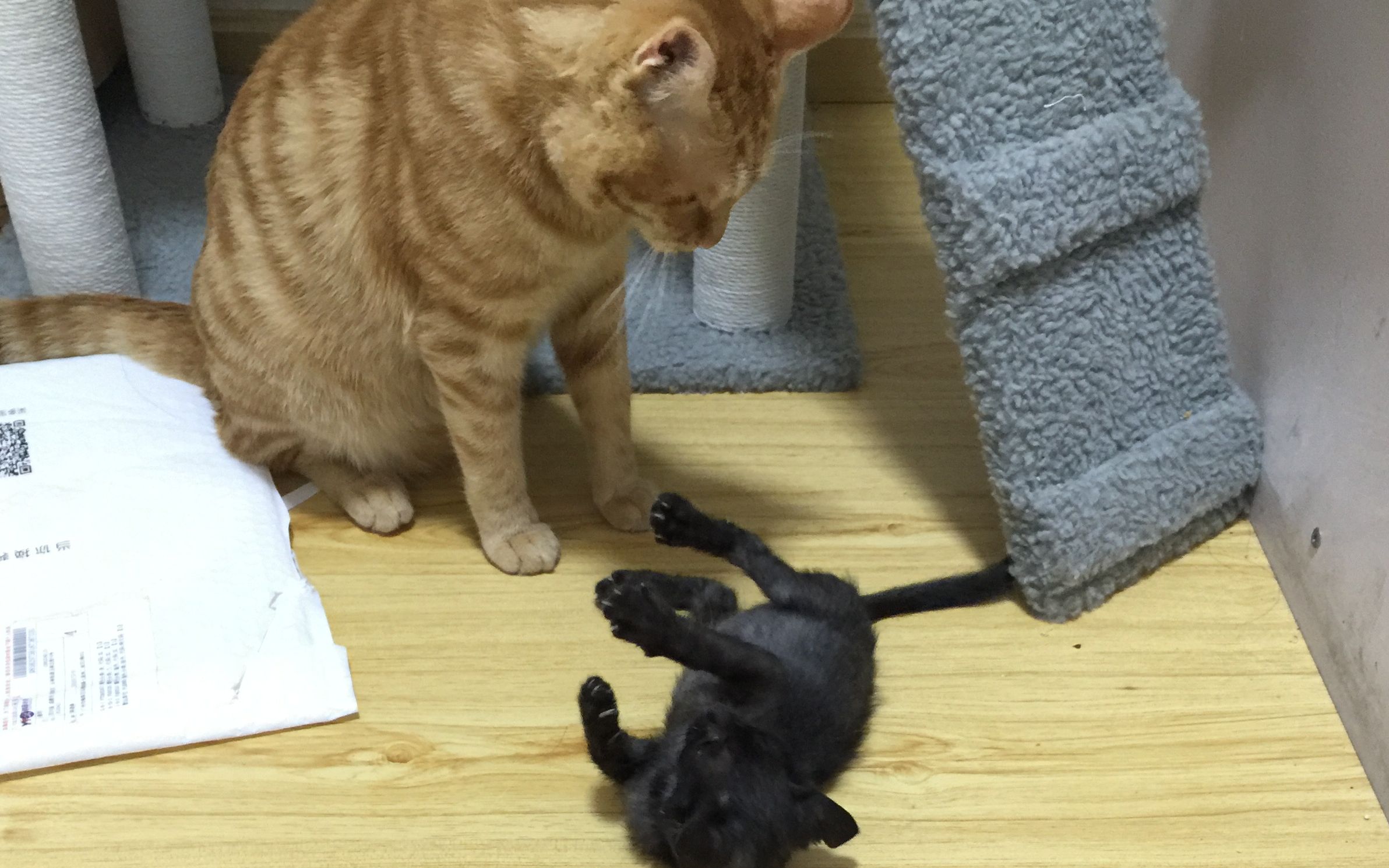 【橘猫】【黑猫】2年前,小黑与大橘的第一次见面.