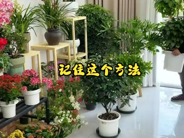 家里养花记住这个方法,不管养什么都茂盛哔哩哔哩bilibili