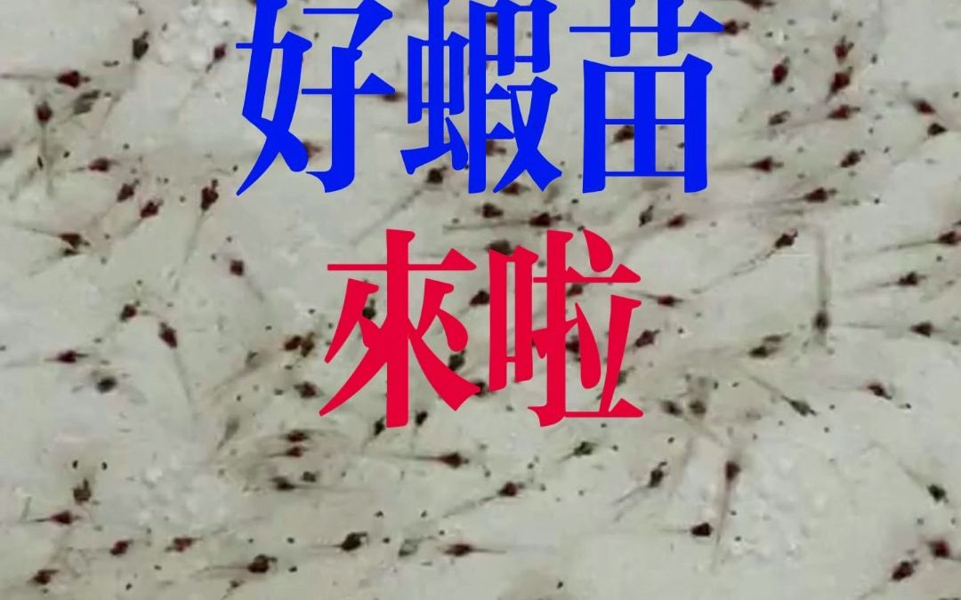 好虾苗来啦!这种虾苗,是养虾成功的好帮手!哔哩哔哩bilibili