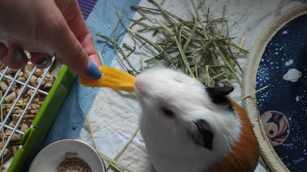 豚鼠荷兰猪吃菠萝蜜存货