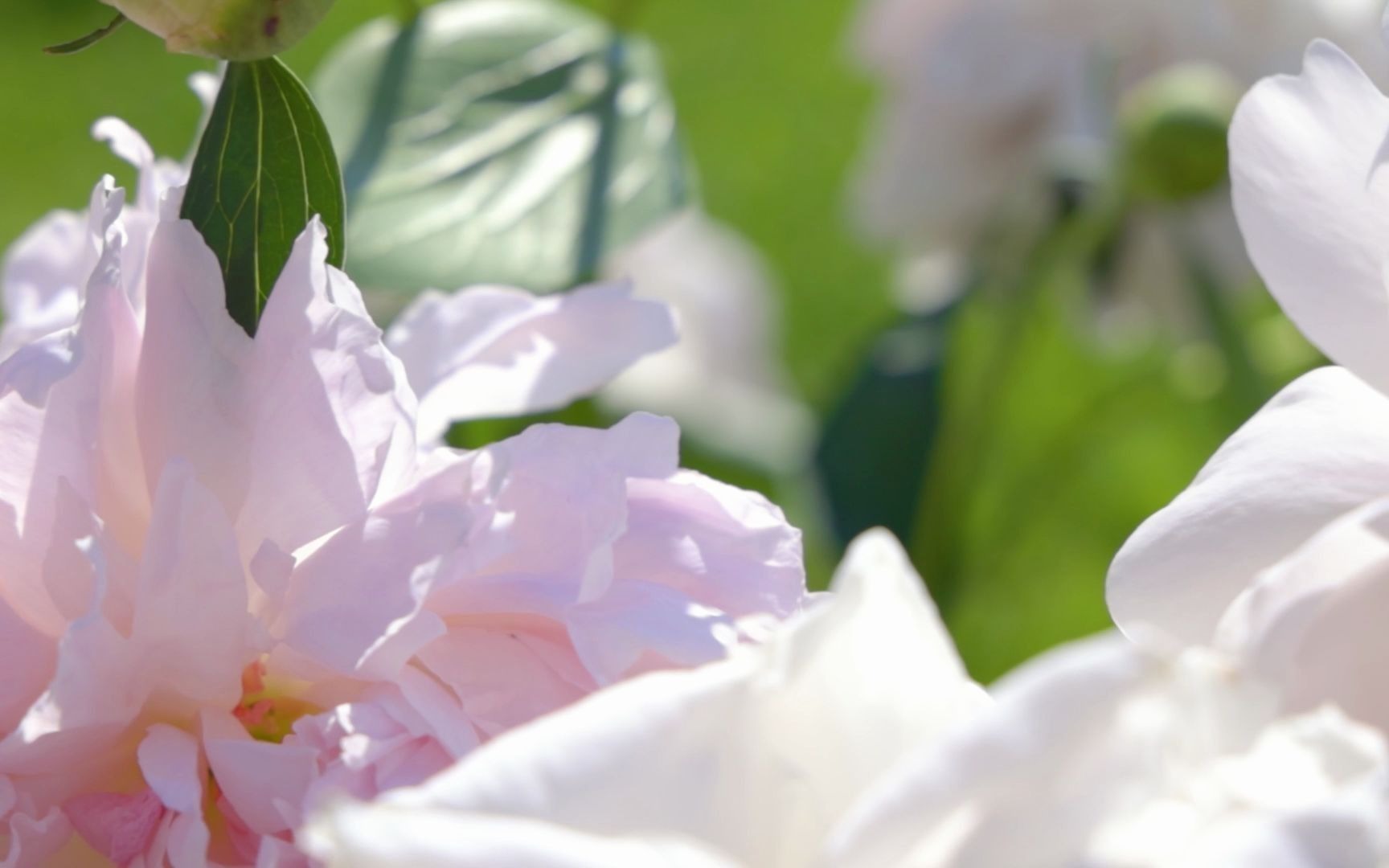 【空镜素材】花、薰衣草、风景等哔哩哔哩bilibili