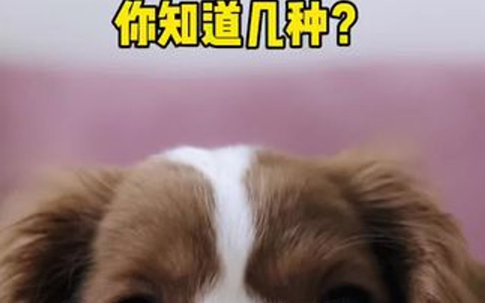 养狗狗的禁忌,你知道几种呢?哔哩哔哩bilibili