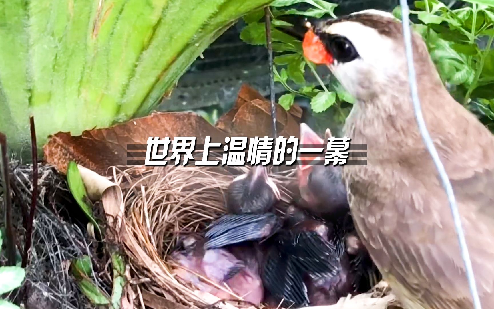 [图]雷雨天鸟妈妈为孩子遮风挡雨，鸟爸爸反复出门觅食，像极了正在奔波的我们！