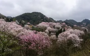 Скачать видео: 绵阳江油吴家后山漫山遍野辛夷花