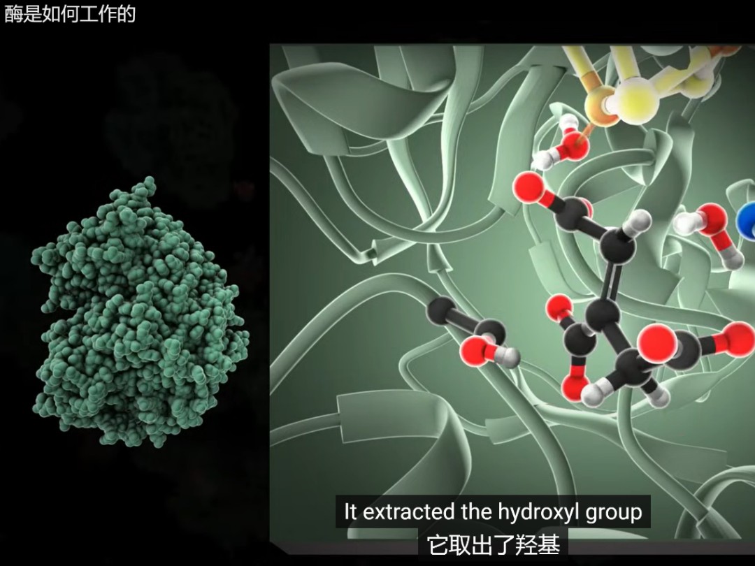 酶是如何工作的哔哩哔哩bilibili