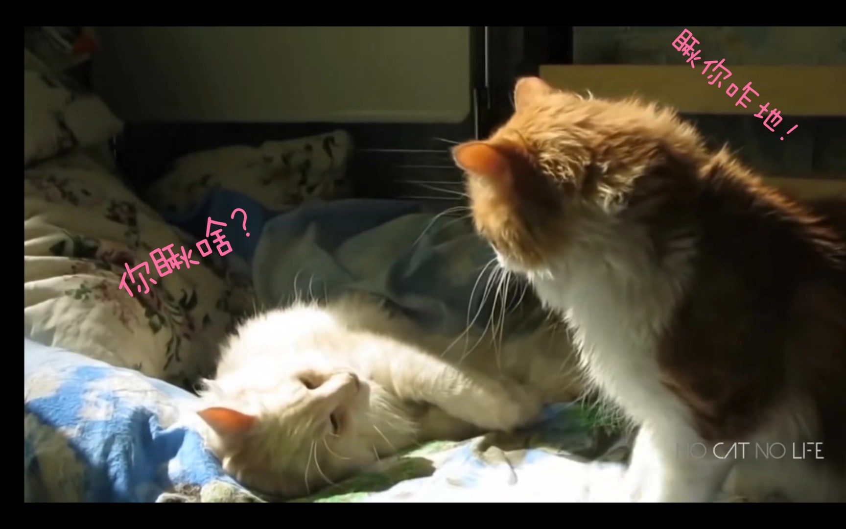 活动  油管上的猫咪⑩