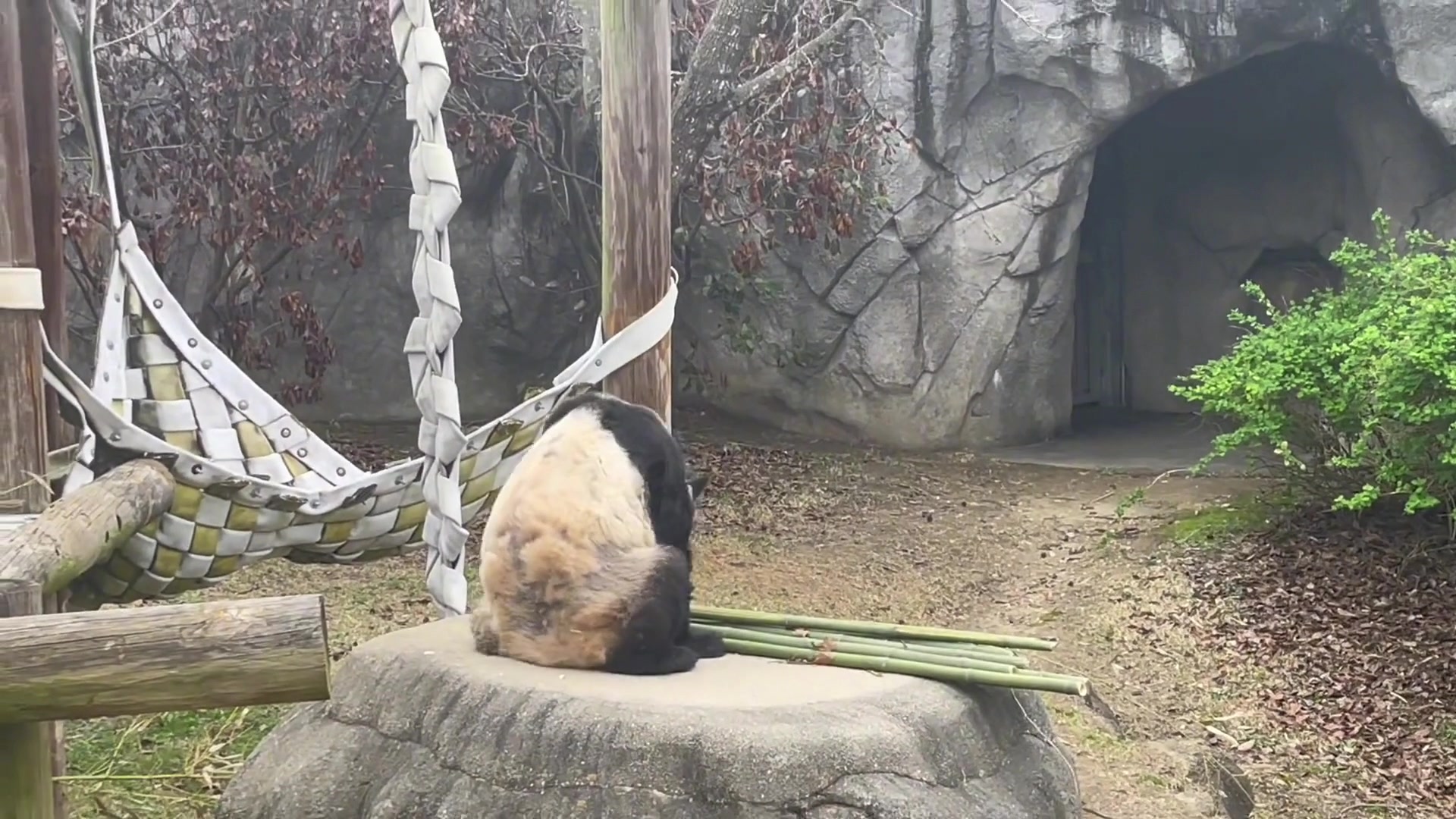 [图]旅美大熊猫丫丫每天仰望天空，肯定是想乐乐想回祖国老家了