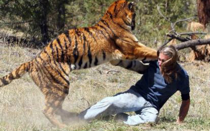 实拍老虎开欧洲人的车门,少女收到惊吓