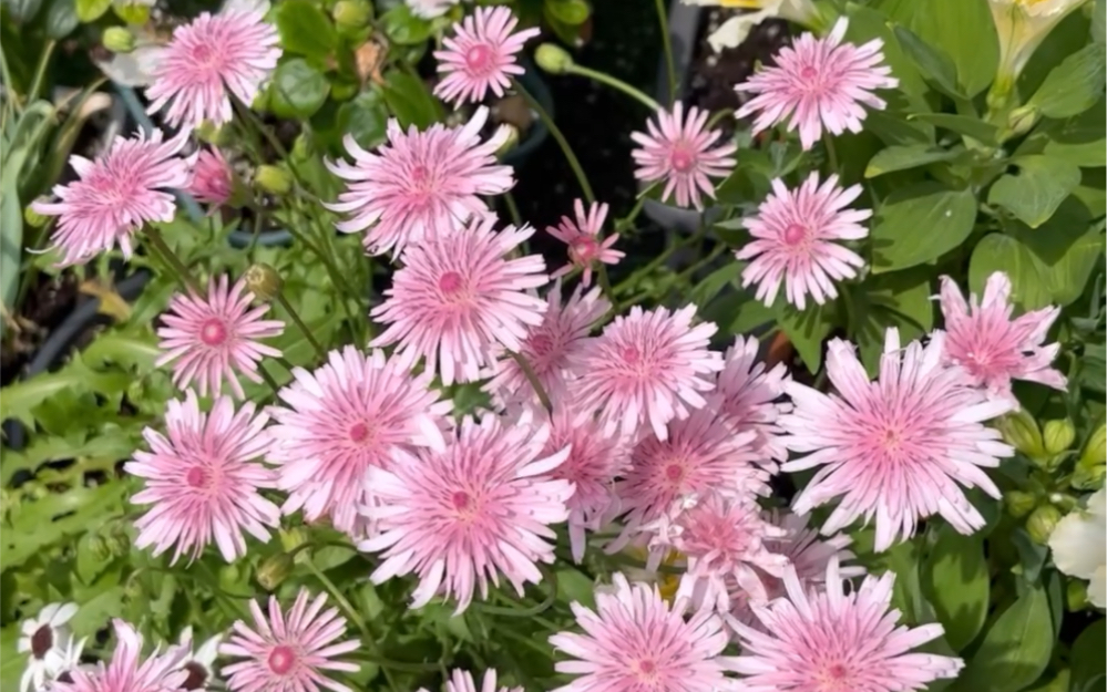 最喜欢的粉色蒲公英