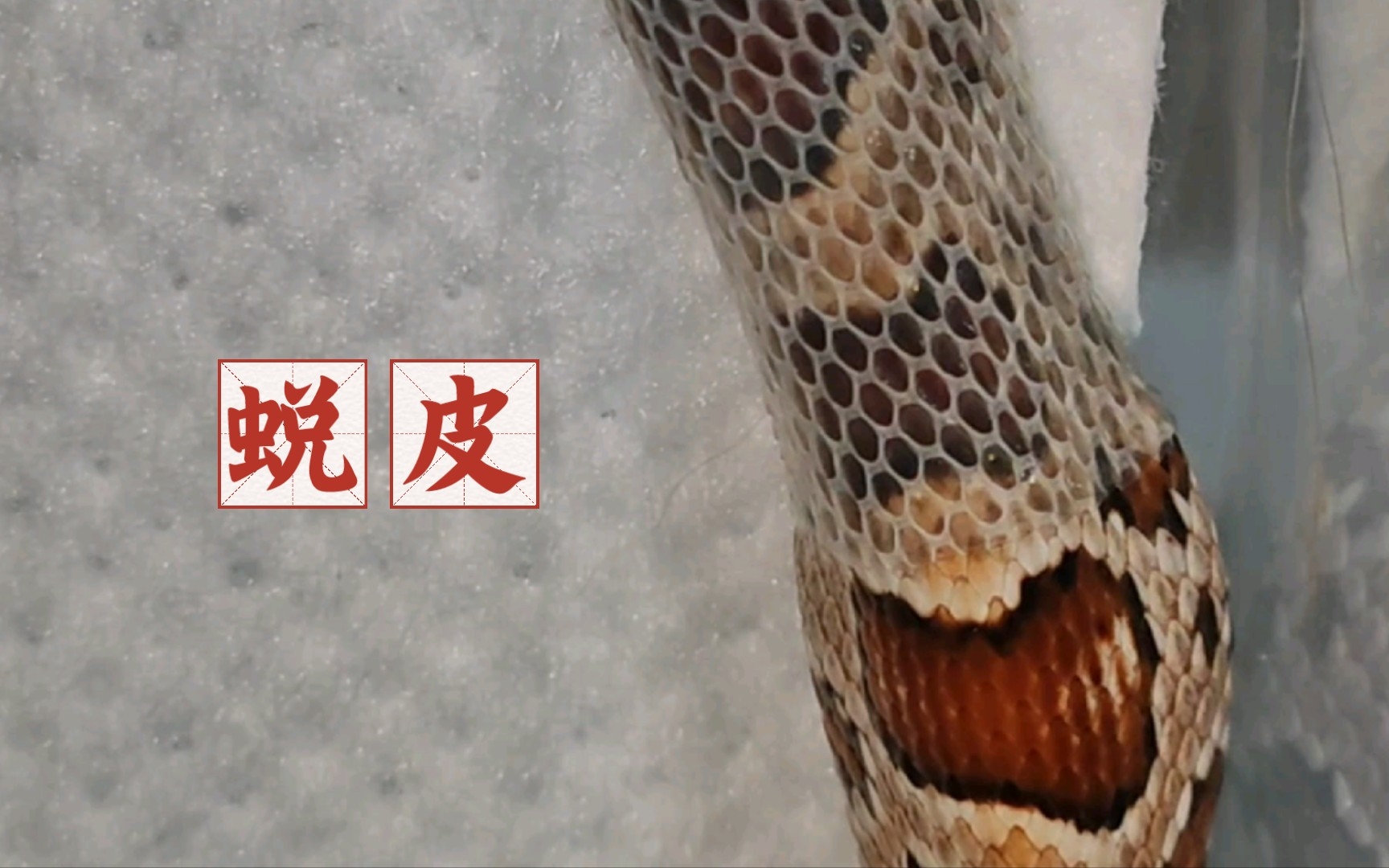 玉米原色蛇宝·蜕皮记录(最后忍不住手撕)