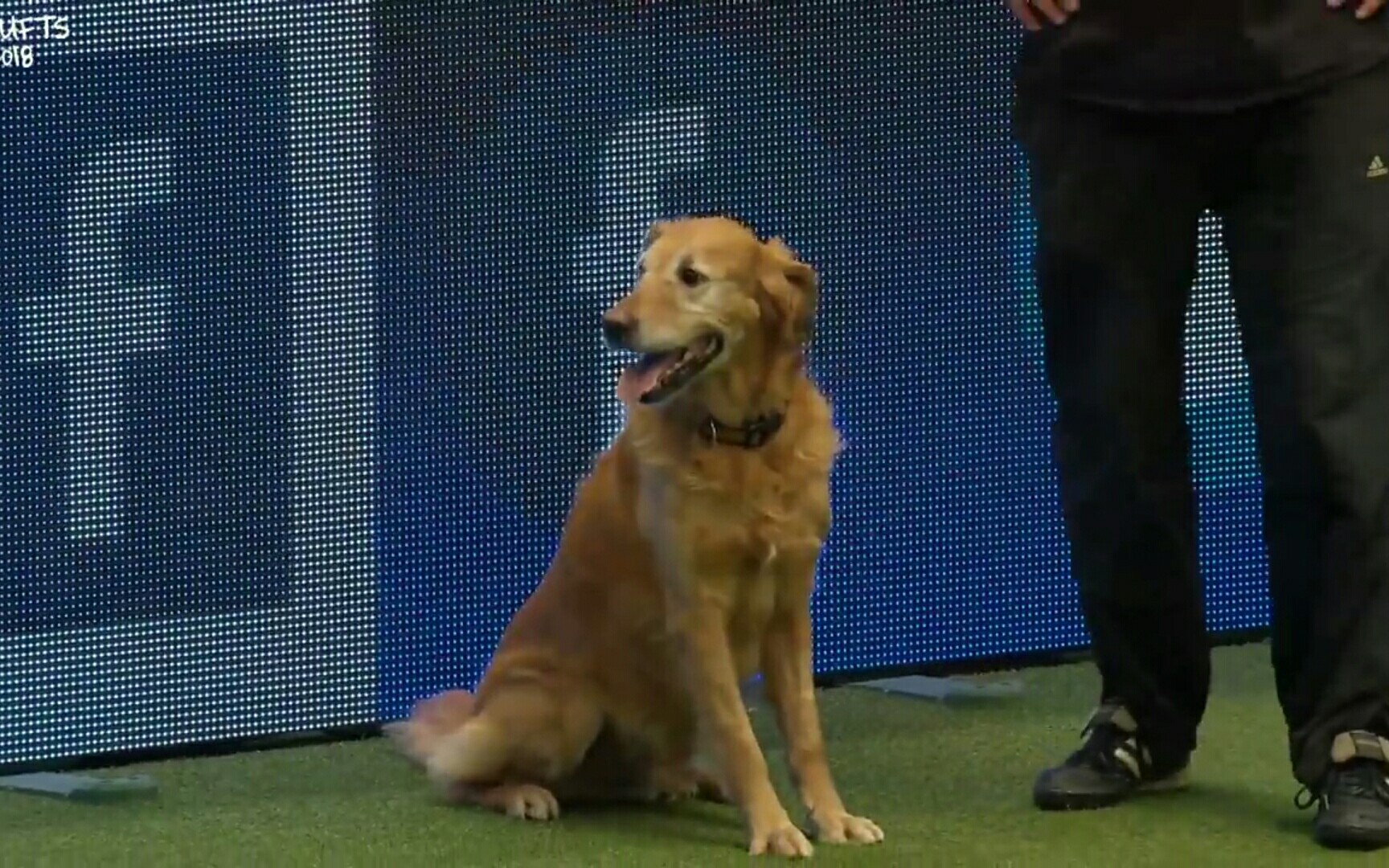 [2018crufts]国外狗狗大赛 可爱的金毛也能如此优秀.