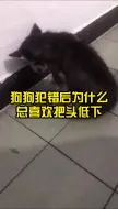 Download Video: 狗狗犯错后为什么总喜欢把头低下？