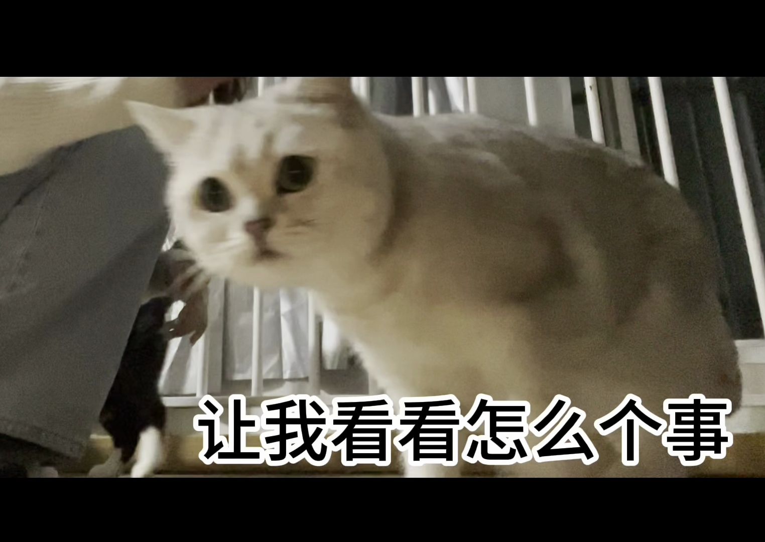 奶黄:让我看看怎么个事