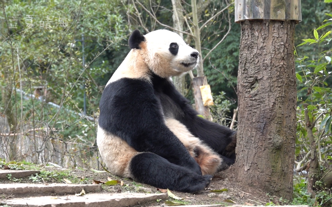 【大熊猫贝贝】贝贝你对着树发呆干啥?你想要女朋友了?