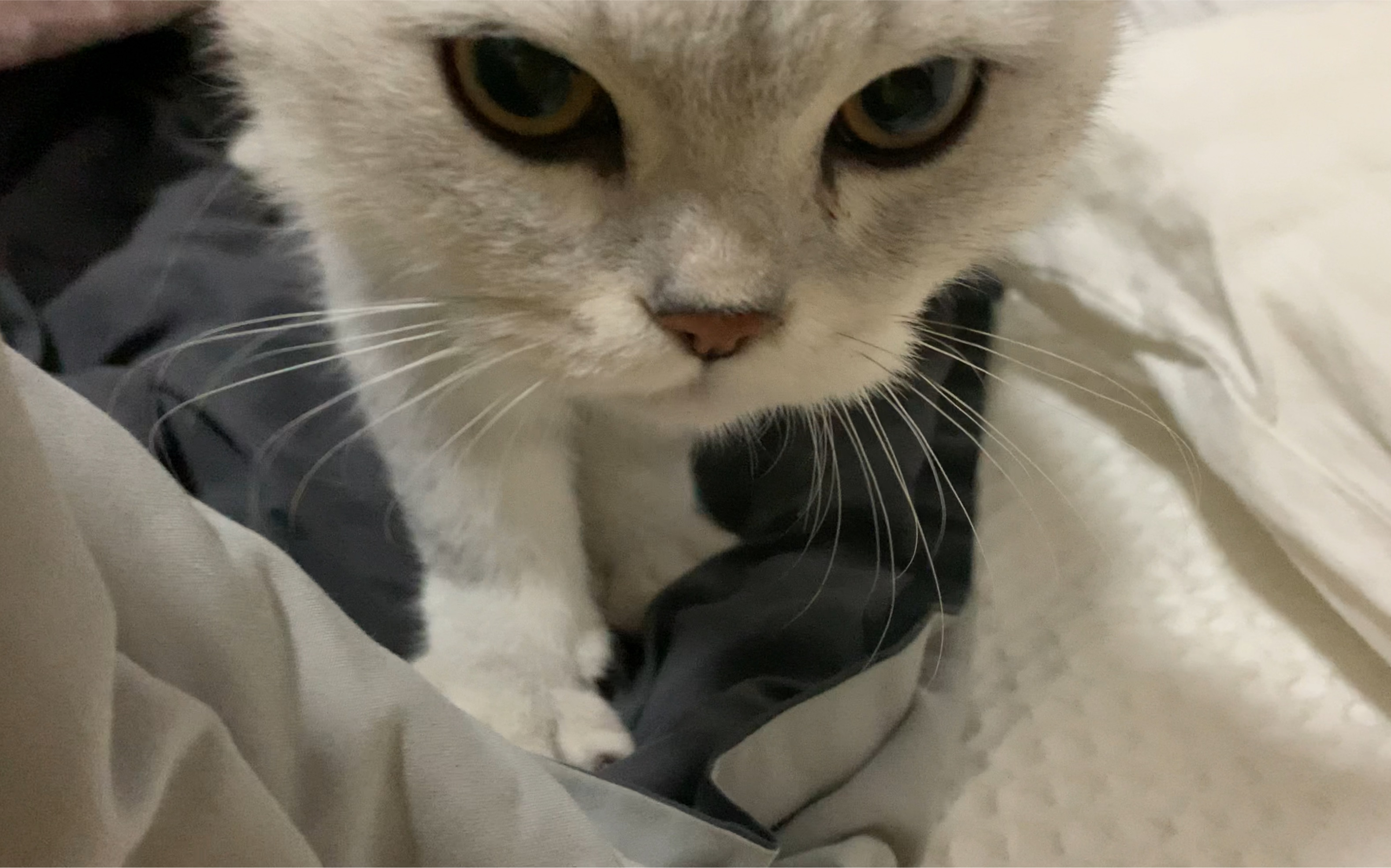 小破猫被子踩奶 呼噜原声带