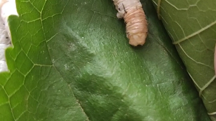 见证蚕宝宝的成长,蜕皮蜕变的全过程