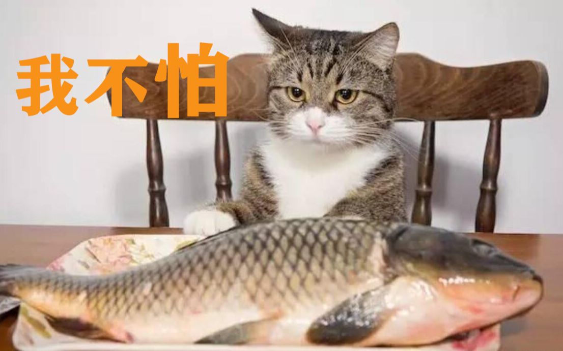 猫咪吃鱼为啥不怕鱼刺镜头100倍放大原因显而易见