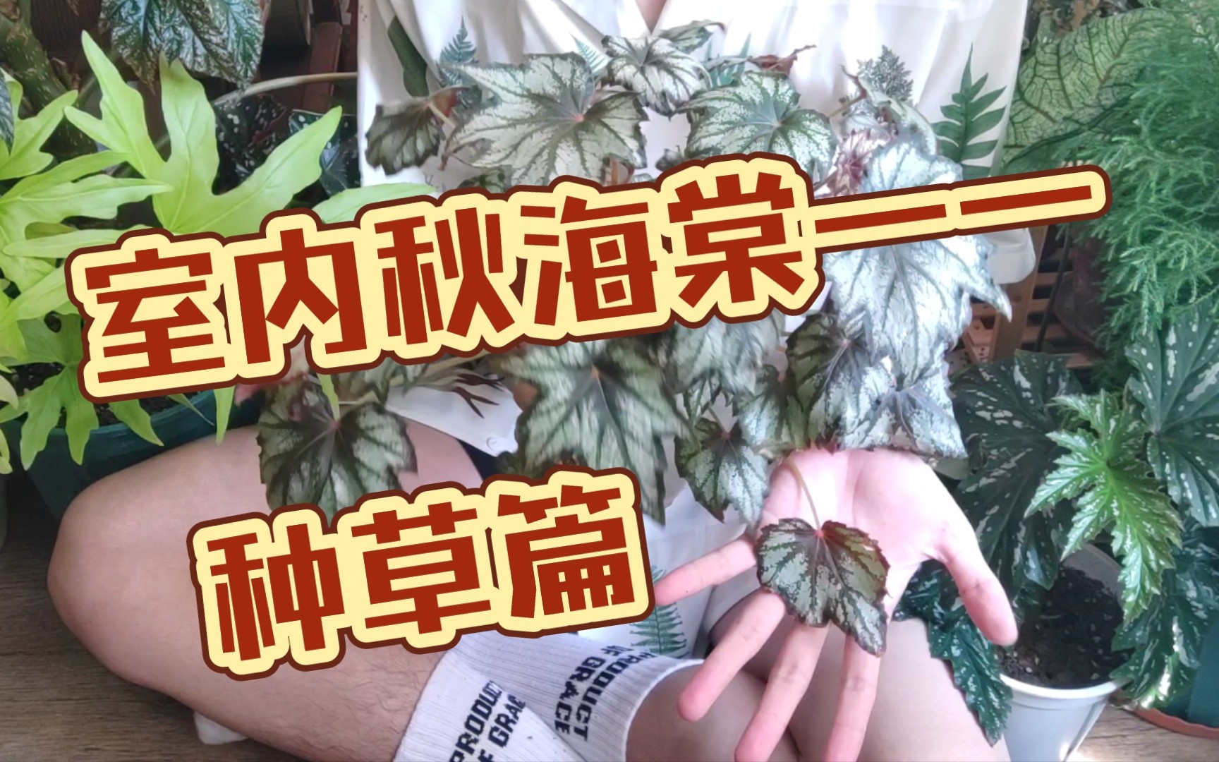 [图]室内绿植秋海棠——种草篇。（全程有腿）