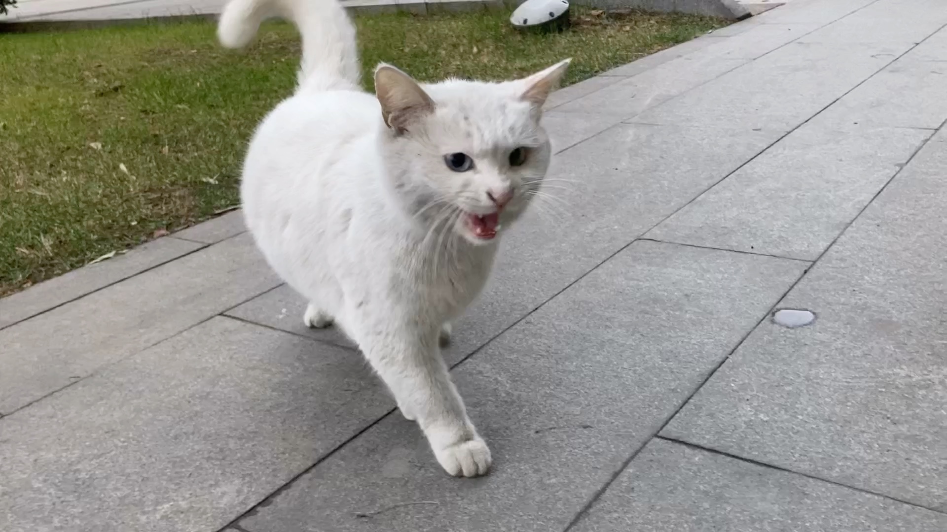 爱撒娇的喵喵虫_哔哩哔哩_bilibili