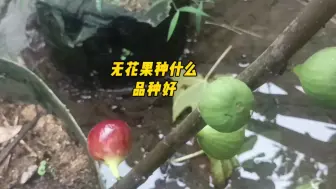 无花果种什么品种好