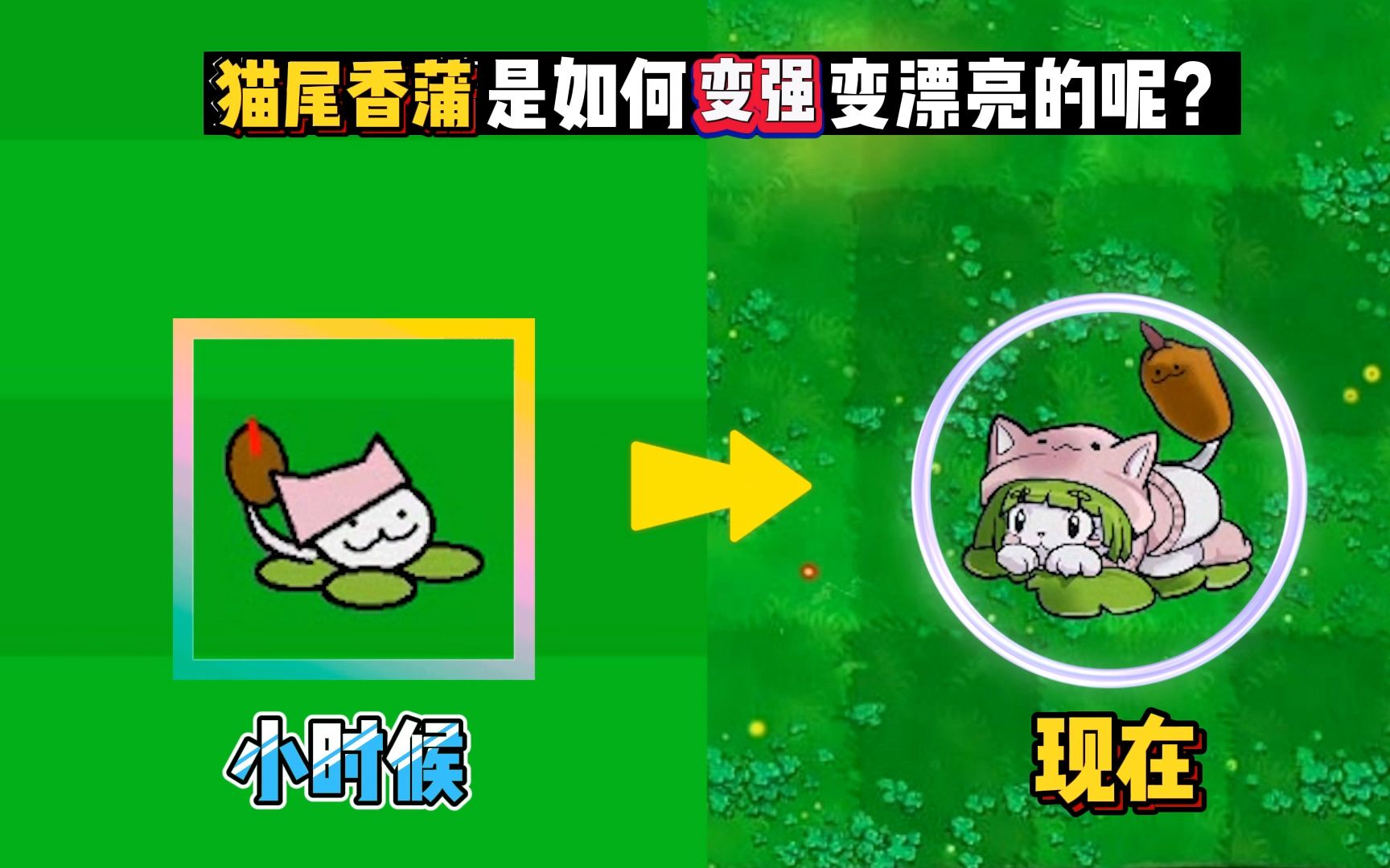 香蒲 pvz图片