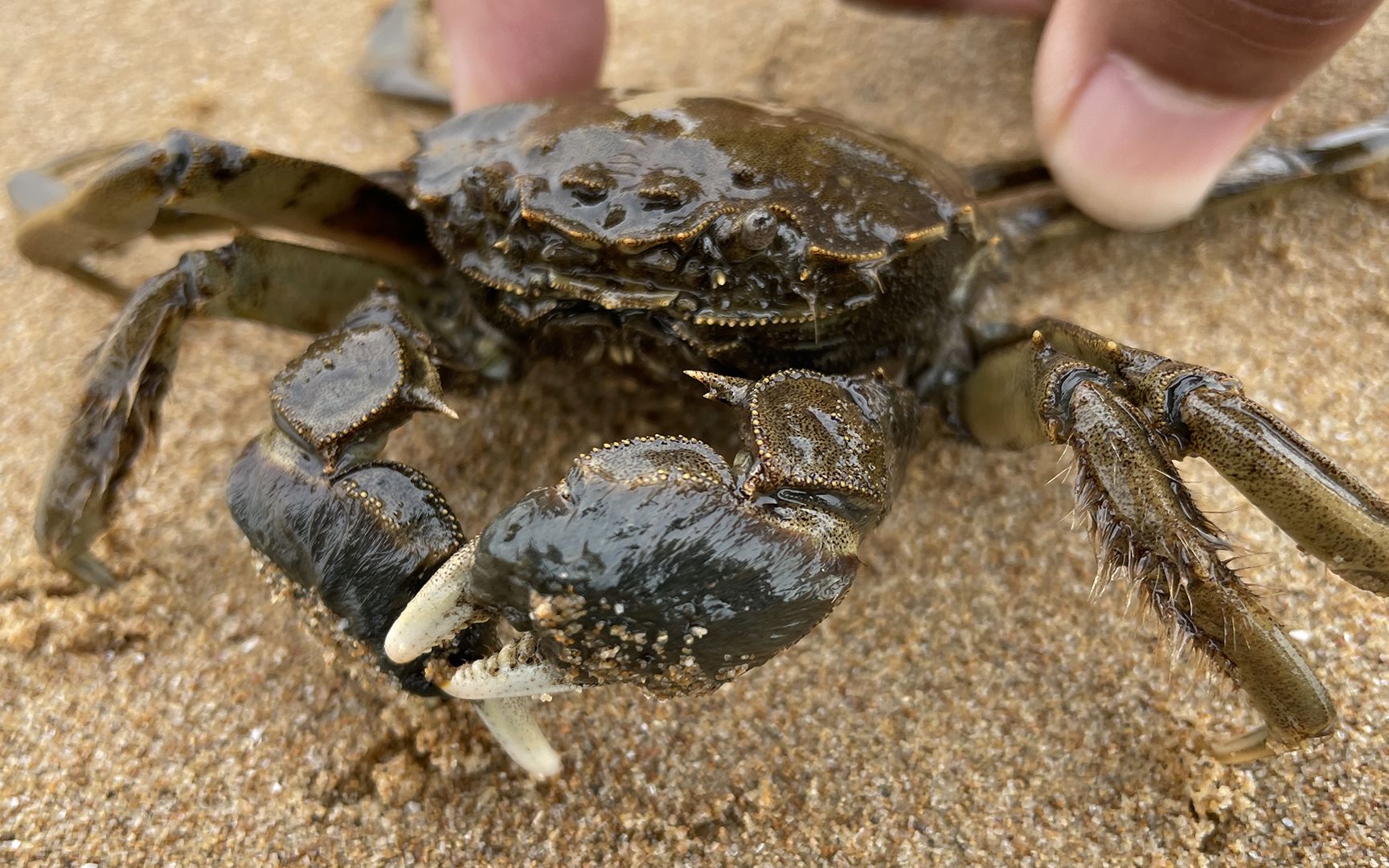大齐赶海,发现一只毛毛蟹长得像蜘蛛一样,小河豚卧沙居然这么快_哔哩