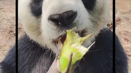 大熊猫帅帅的搞笑日常图片