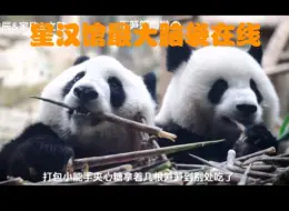 Tải video: 9月13日北辰家欣两个星汉馆最大萌脑袋在线营业啦