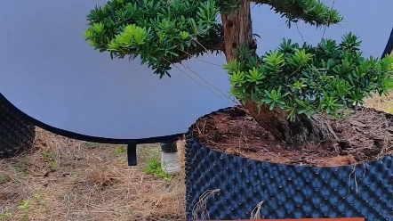 17公分金钻罗汉松大盆景