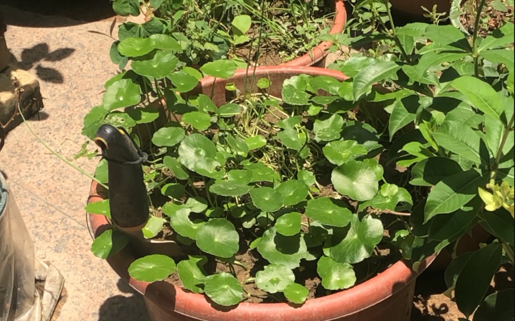 院子里种的铜钱草