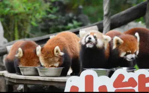 广州动物小熊猫馆早饭时刻