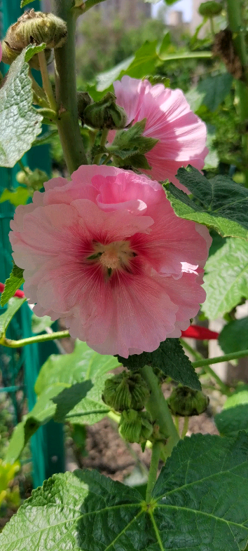 蜀葵.老家喊的栽秧花,大意是花开的时节