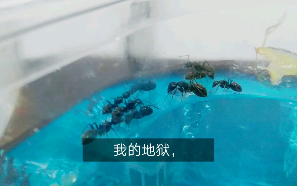 我养的蚂蚁地狱给大家看看...哔哩哔哩bilibili