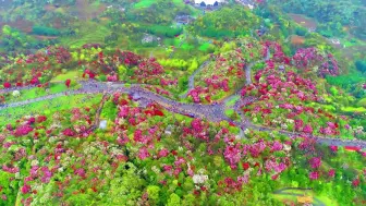 Скачать видео: 航拍贵州5A景区-毕节百里杜鹃