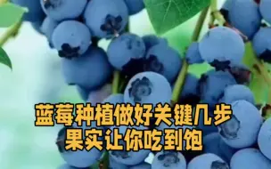 Скачать видео: 蓝莓种植做好关键几步，果实让你吃到饱