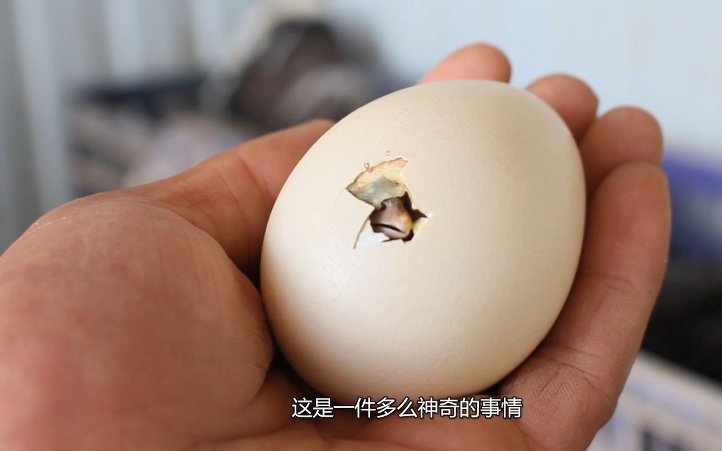 孔雀蛋孵化过程图图片