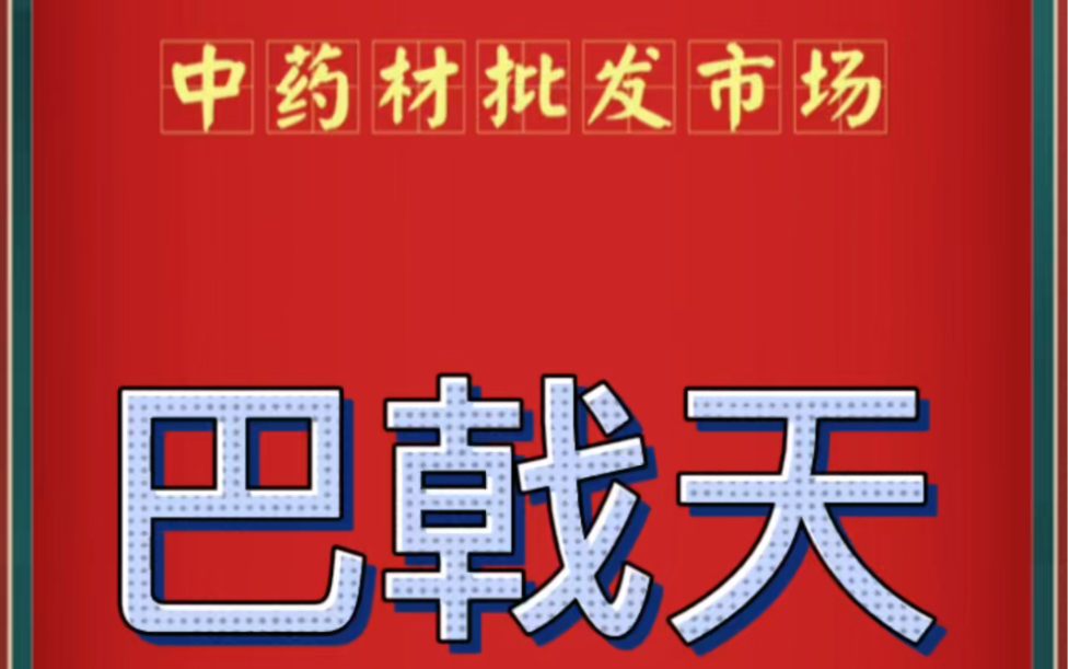 中药材批发市场巴戟天价格行情哔哩哔哩bilibili