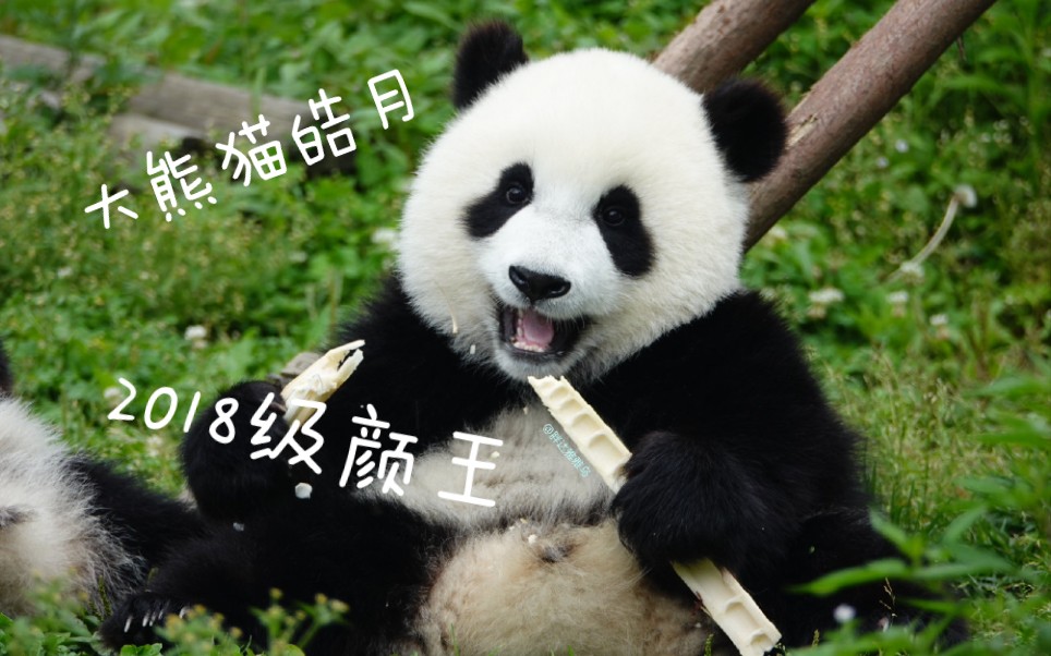 大熊猫皓月喜小十认真吃笋笋