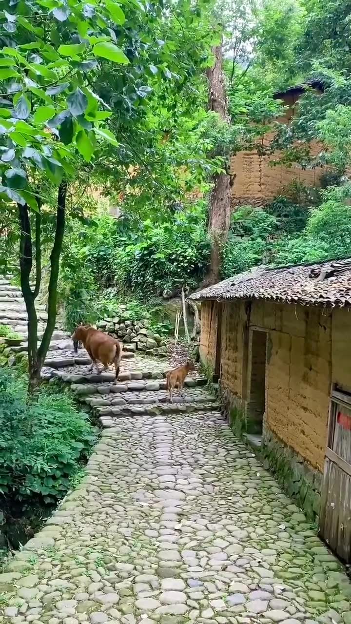 [图]走在乡间的小路上，牧归的老牛作伴，童年留下的美好回忆，简单又快乐#乡村新景象 #乡间小路83954