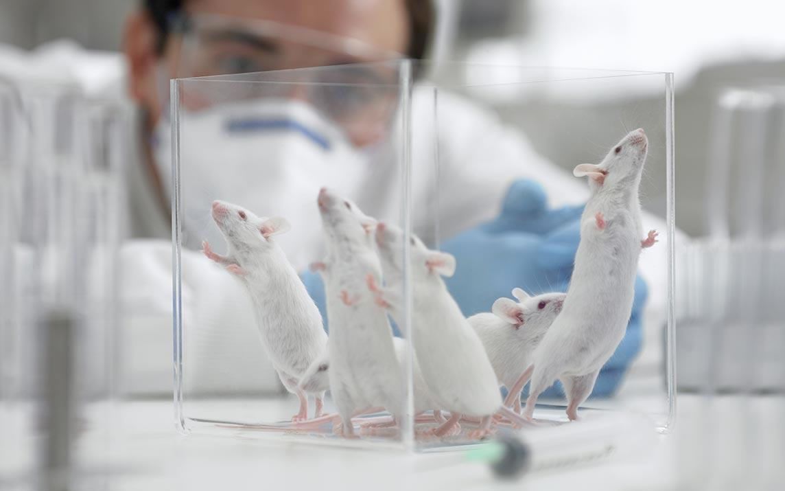 中科院影响未来的实验证实哺乳动物可同性繁殖