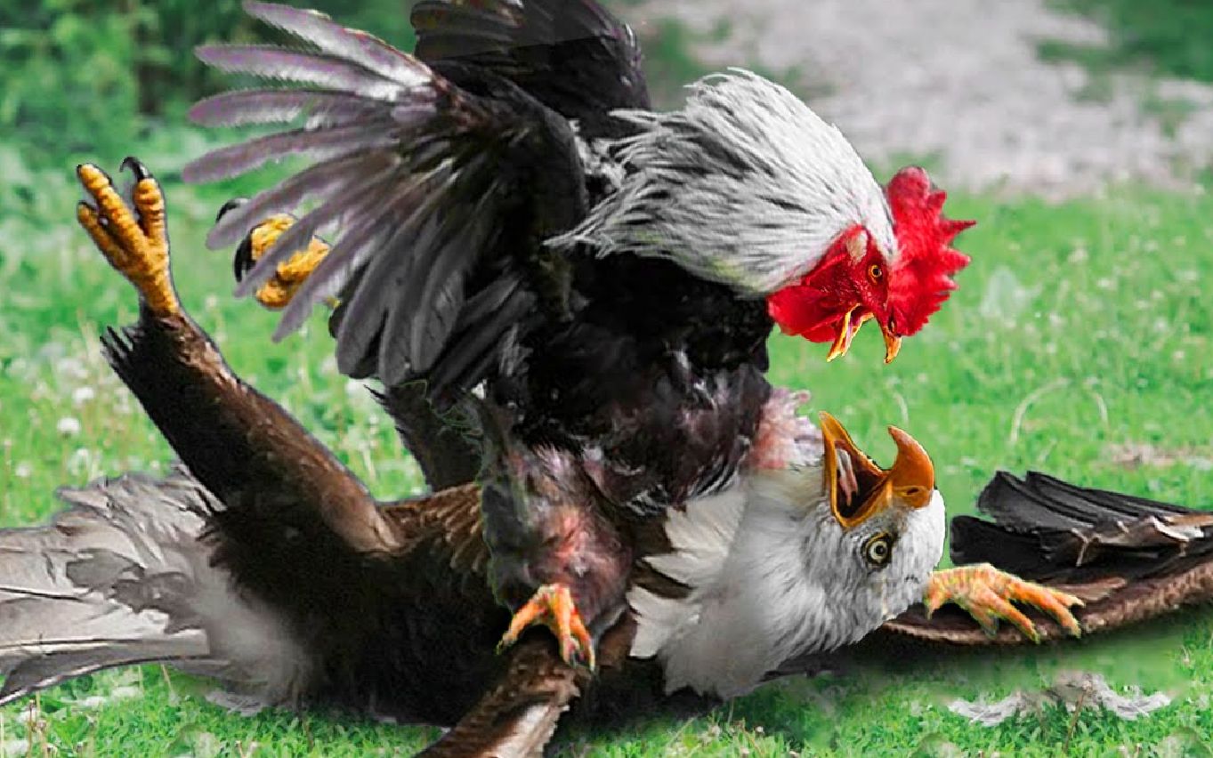 愚蠢的老鹰在认为公鸡是弱小的猎物时付出了代价,公鸡中的战斗机!