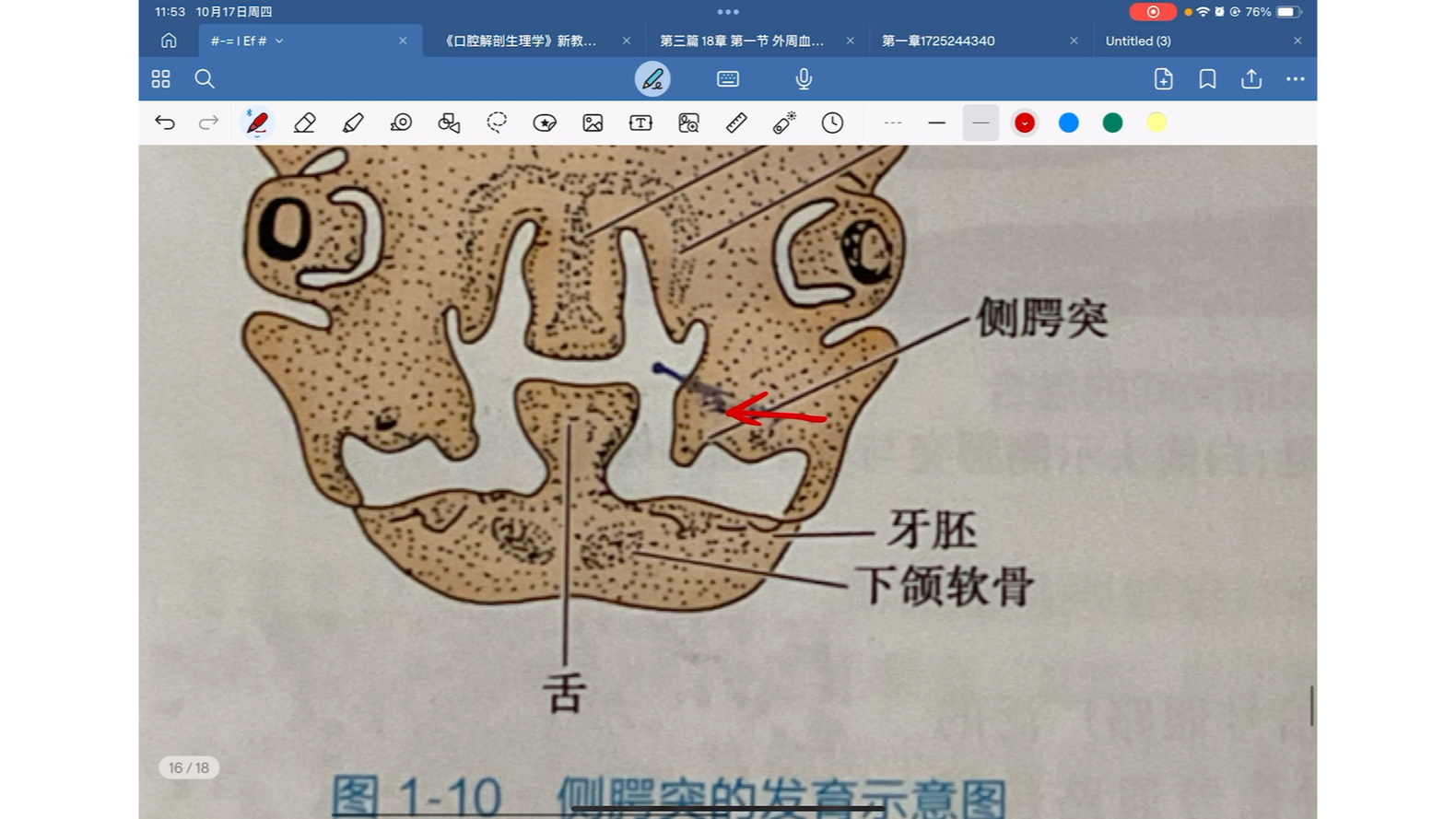 (组)侧腭突的发育2