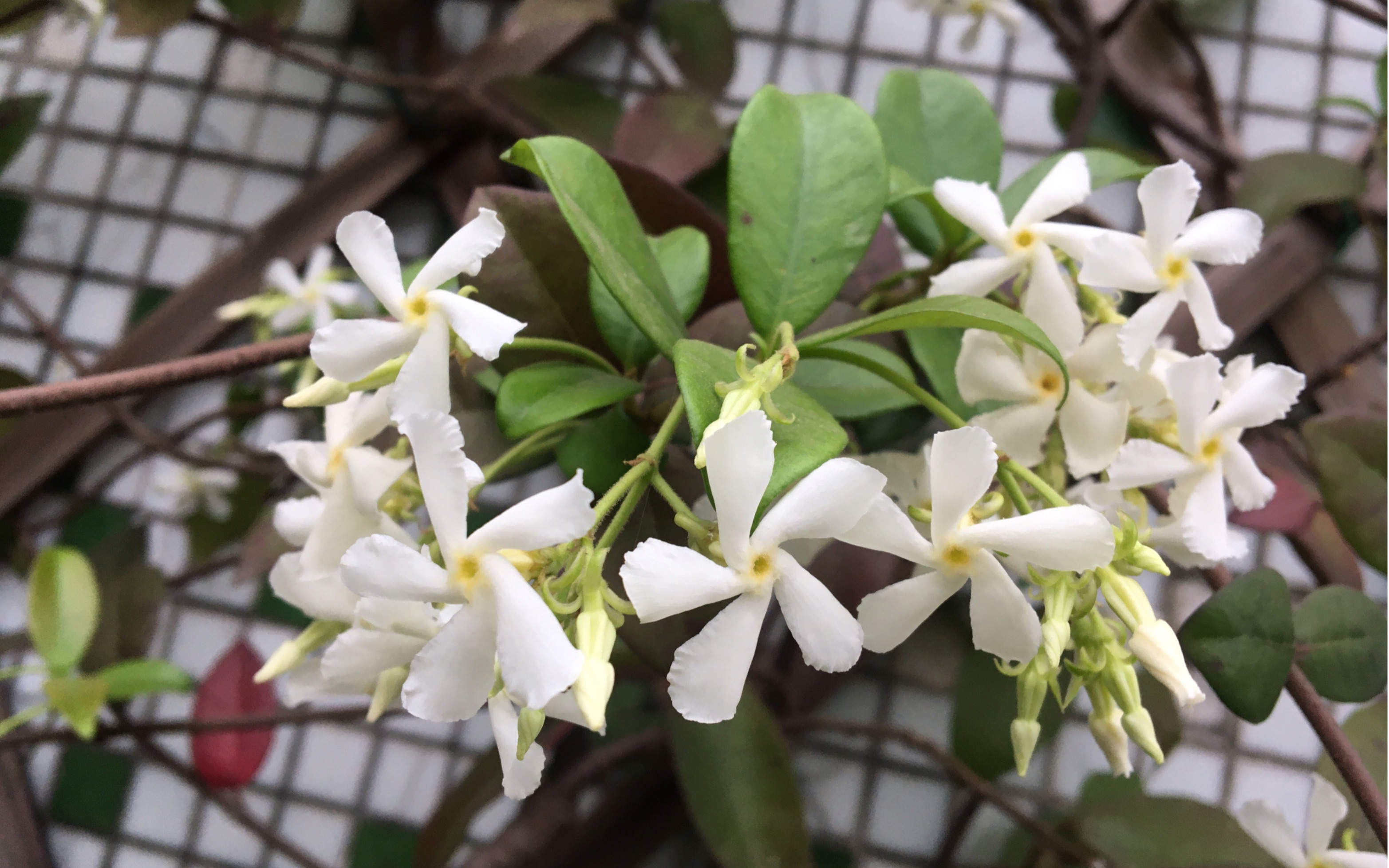 到家第五年,形成花墙第二年的风车茉莉