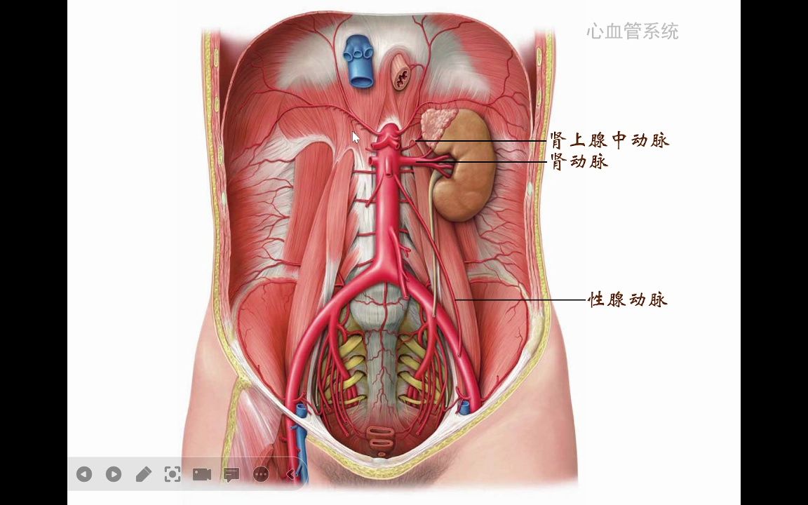 人体解剖学——腹主动脉和下肢动脉哔哩哔哩bilibili