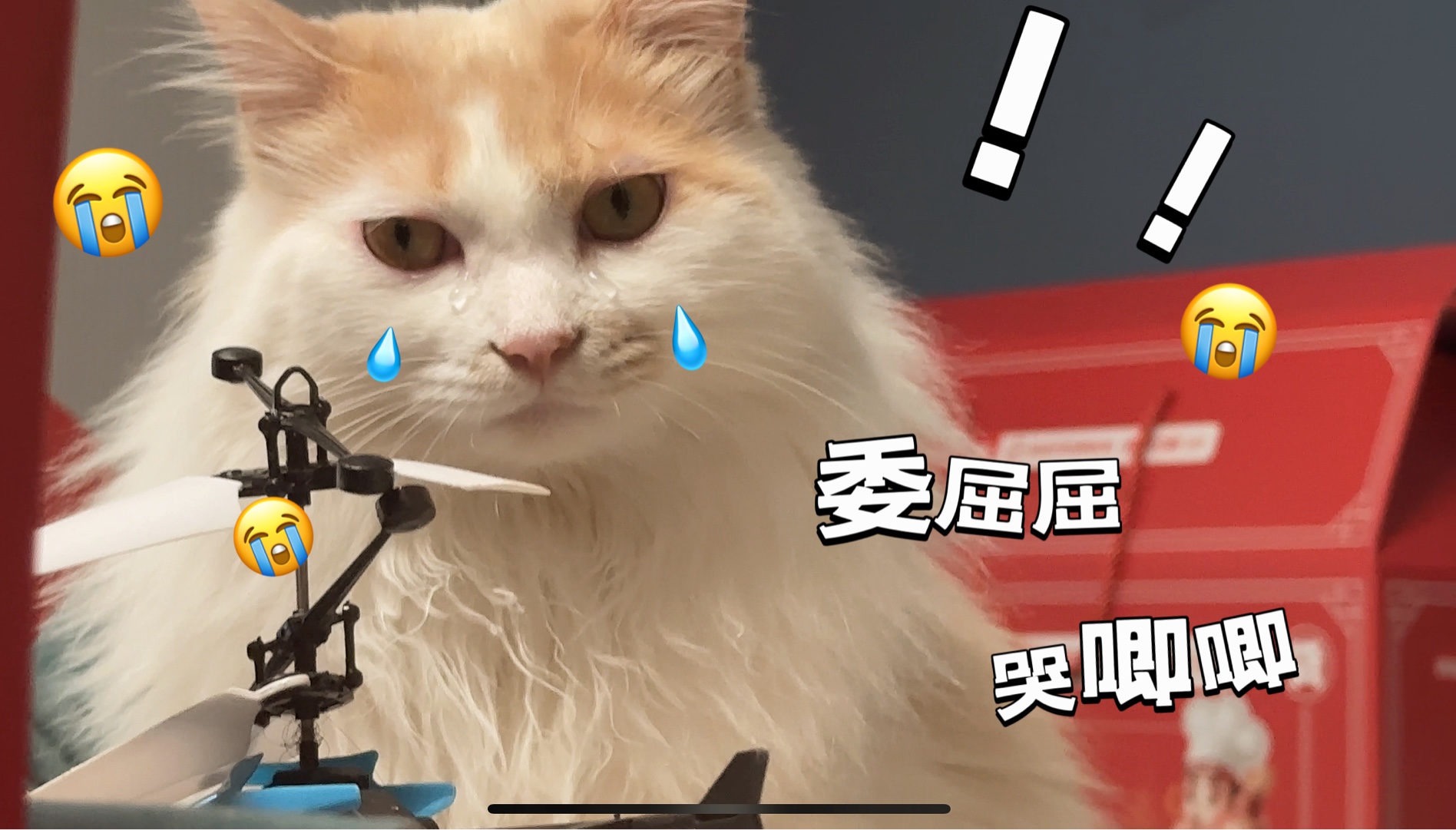 一回家发现猫咪哭了一脸泪,真伤心呀,汤圆的理疗灯开始做起来!