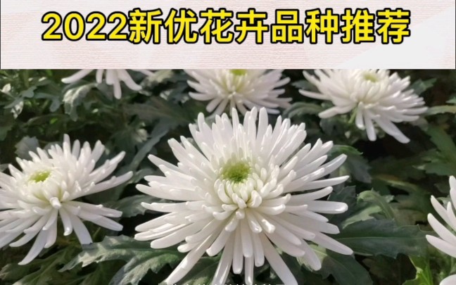 切花菊'超级蜘蛛'新优花卉品种推荐 #新优花卉品种 #菊花 #中国花卉报 #花卉哔哩哔哩bilibili