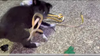 跳跳怎么能每时每刻都这么有活力啊