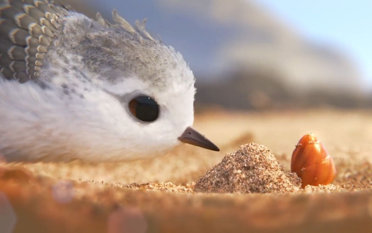 奥斯卡获奖短片《鹬》