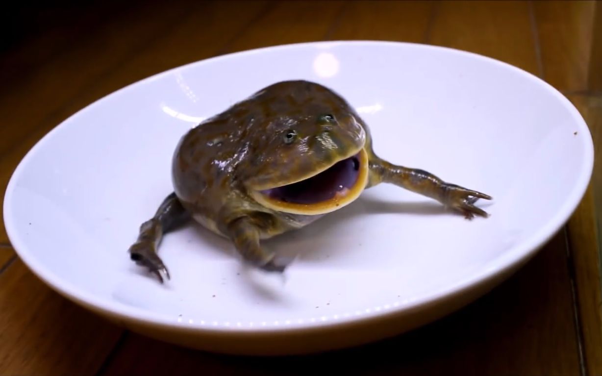 【ちゃんねる鳄】(生肉)圆眼珍珠蛙的饲养方法【小丑蛙】