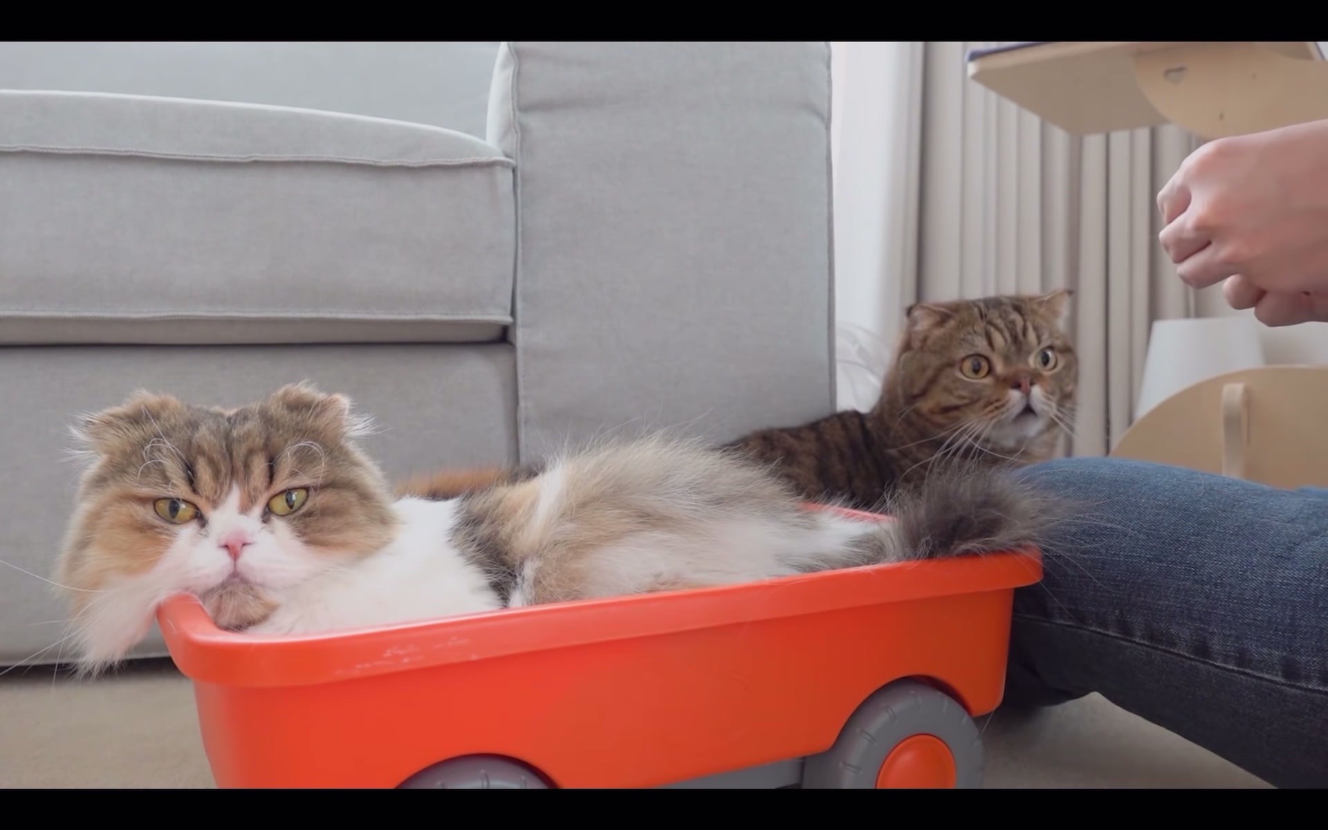 【creamheroes】chu公主的南瓜车美发沙龙